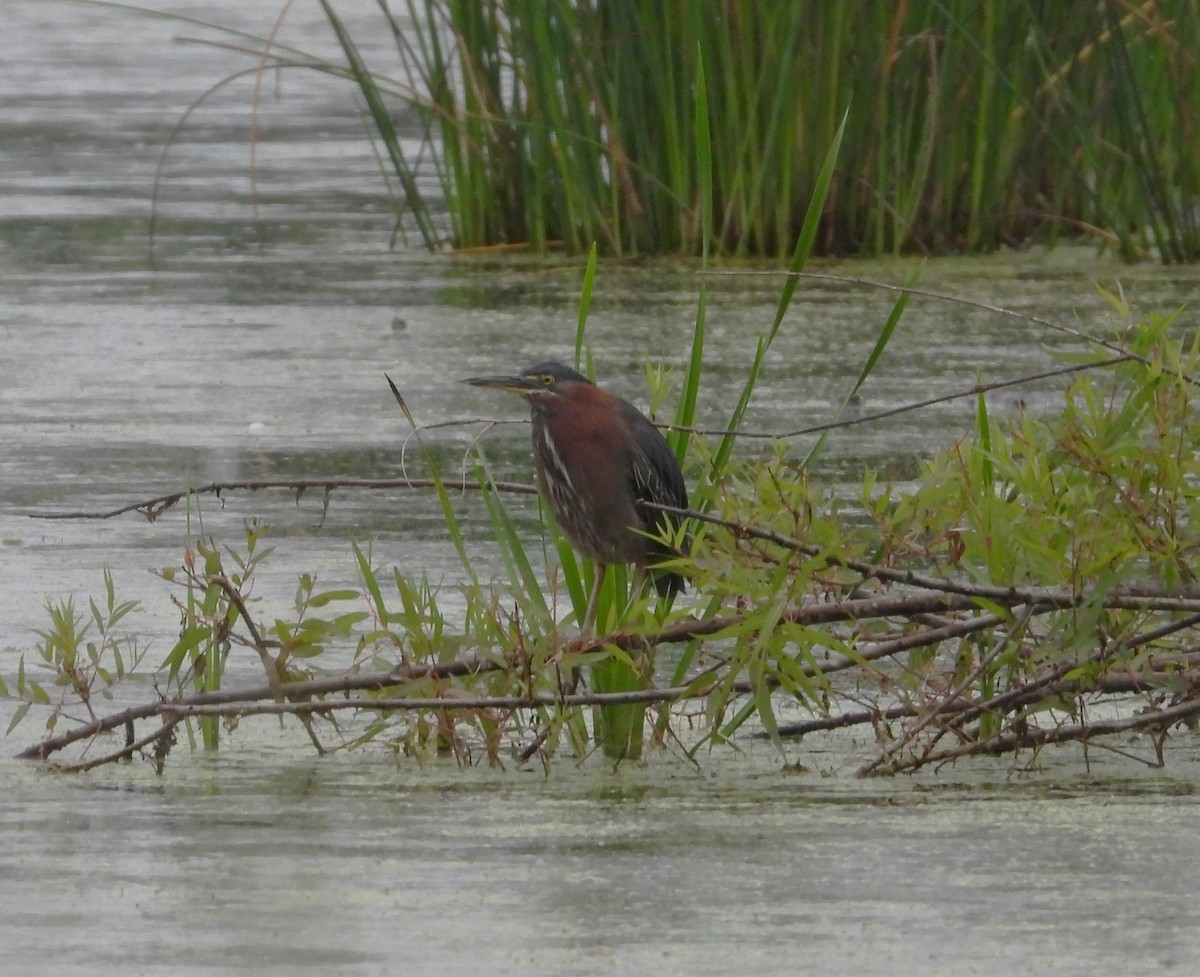 Green Heron - ML607596241