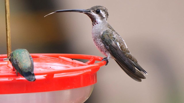 Colibrí Pochotero - ML607596451