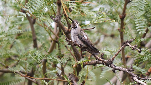 Plain-capped Starthroat - ML607596471