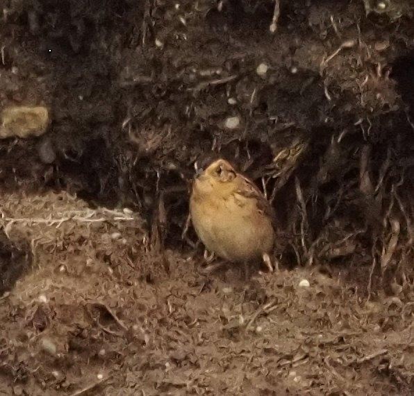 Saltmarsh Sparrow - maurice gilmore