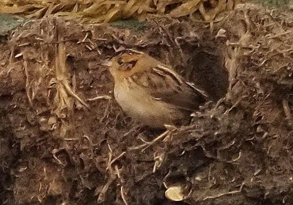 Saltmarsh Sparrow - maurice gilmore