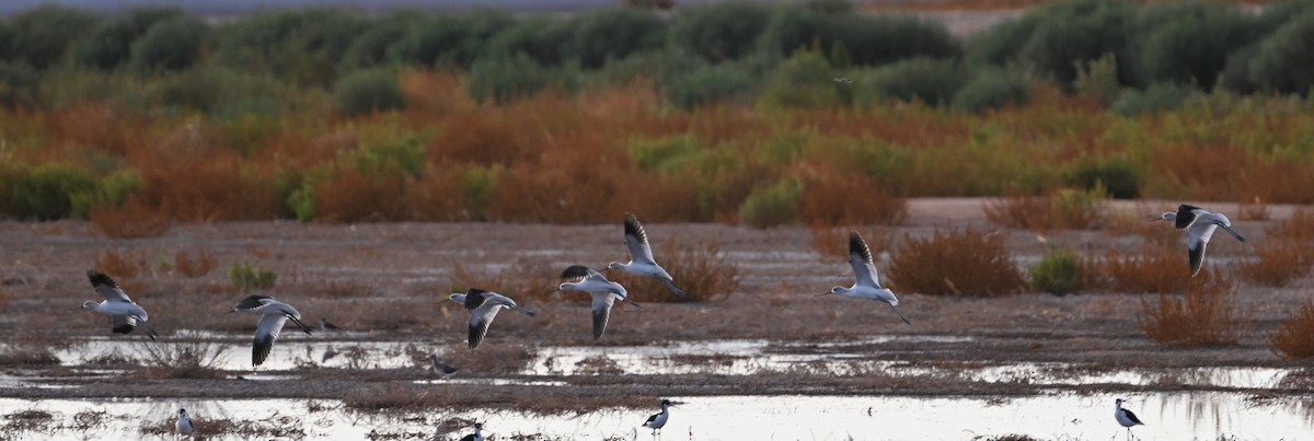 Avocette d'Amérique - ML607596891