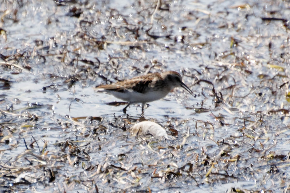 Least Sandpiper - MaryAnn Cervin-Lawry