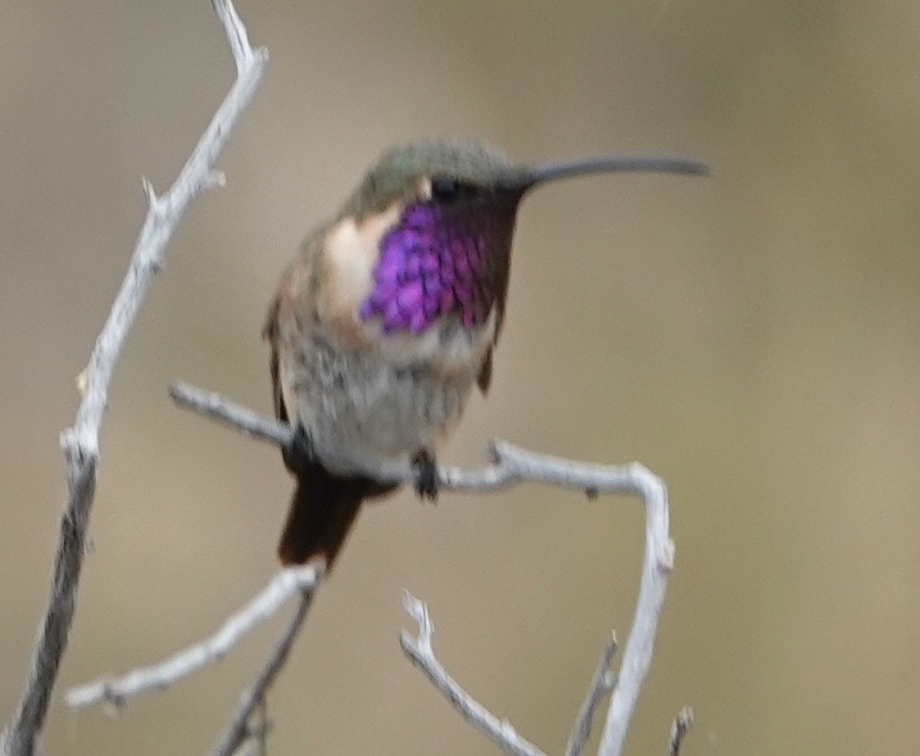 Lucifer Hummingbird - ML607597601