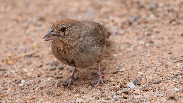 Canyon Towhee - ML607597611