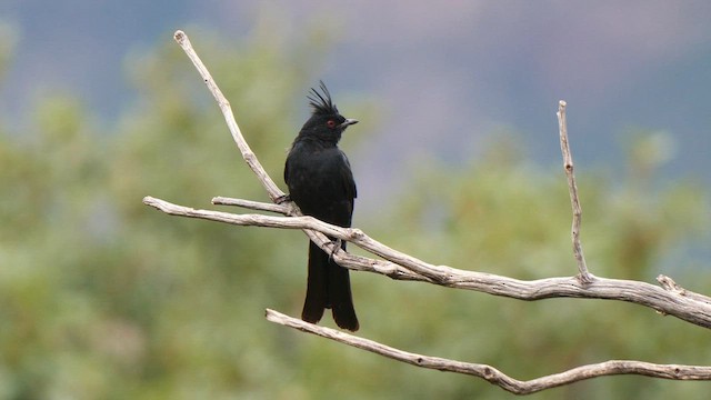 Capulinero Negro - ML607598101