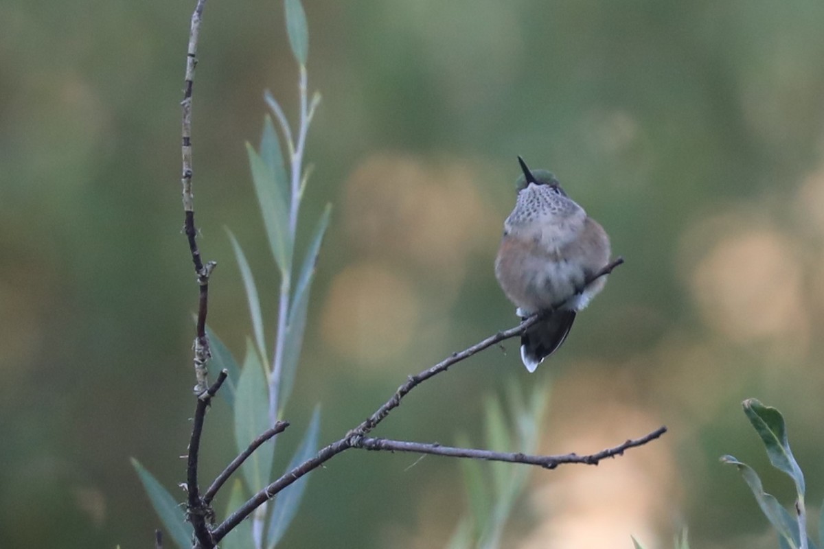 Broad-tailed Hummingbird - ML607598141