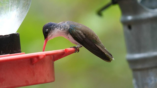 Violet-crowned Hummingbird - ML607598271