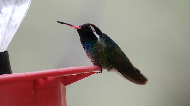 Colibri à oreilles blanches - ML607598721