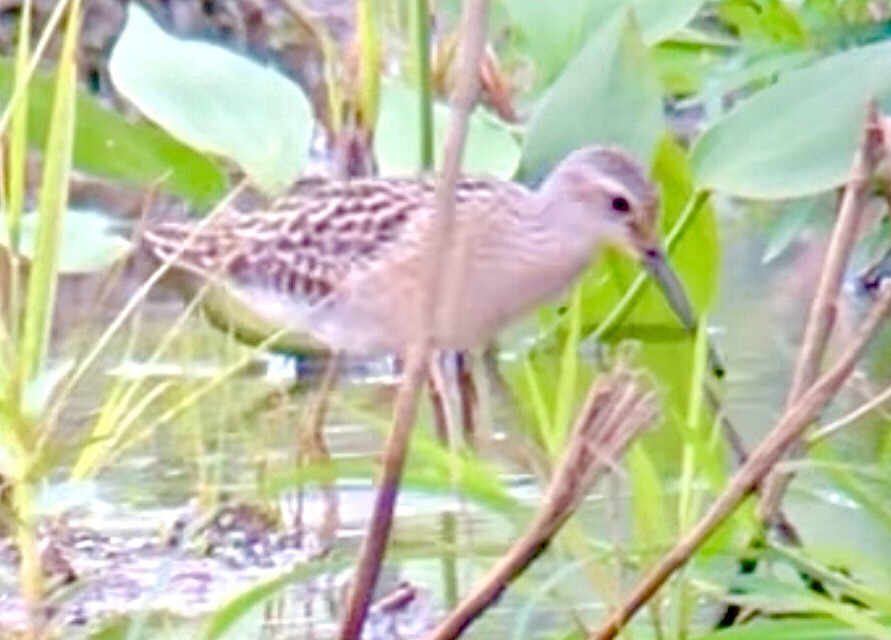 Stilt Sandpiper - ML607598991