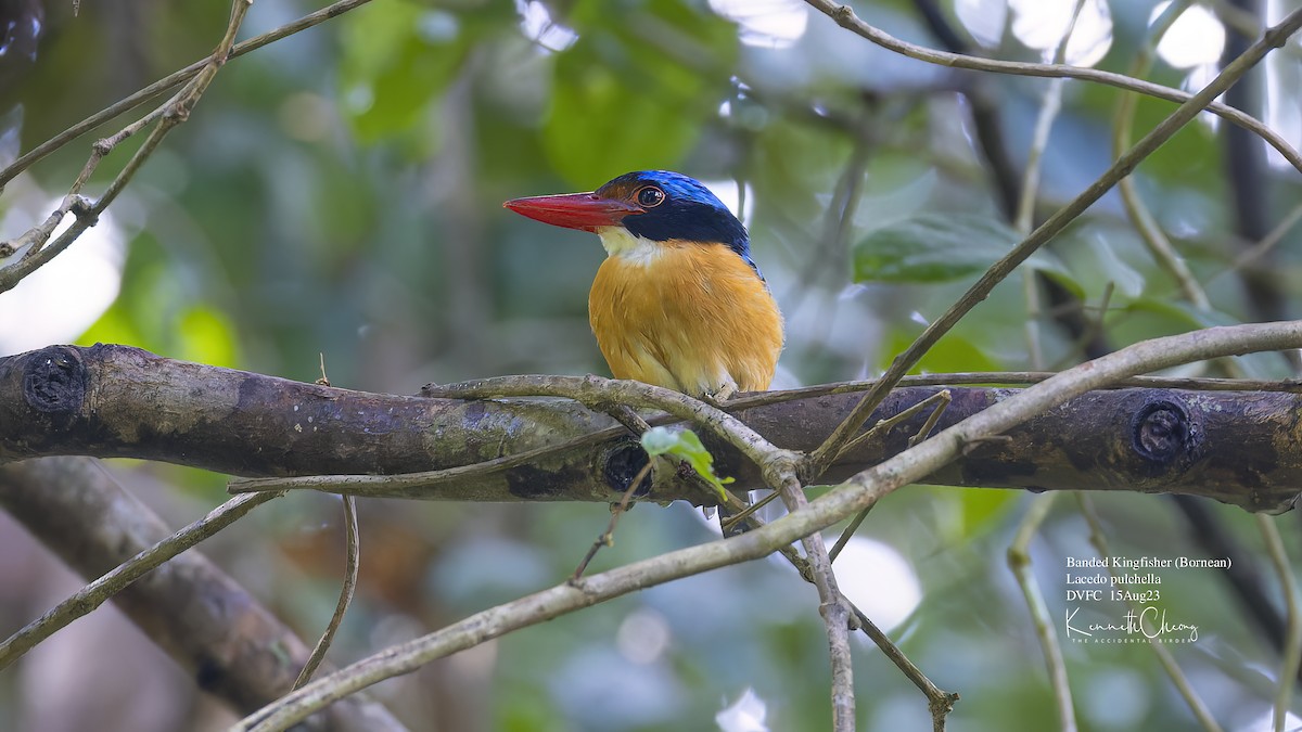 Banded Kingfisher - ML607599131