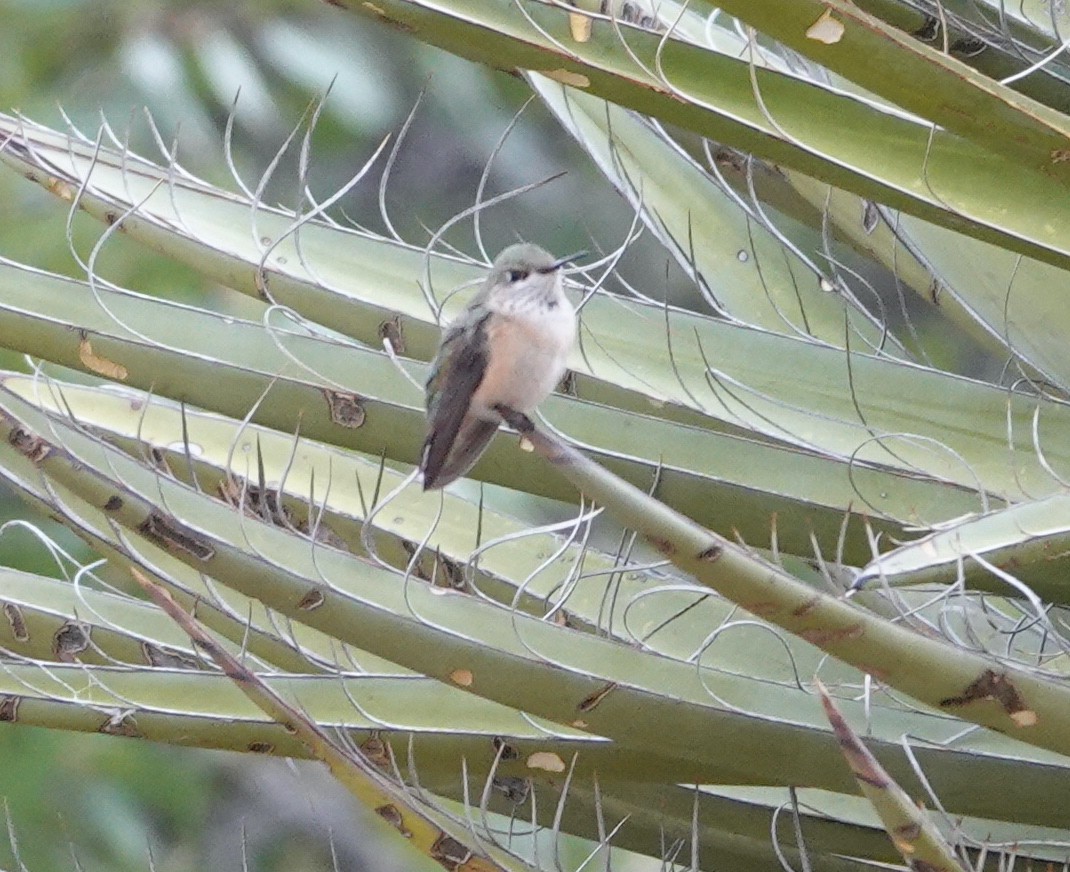 Calliope Hummingbird - ML607599471
