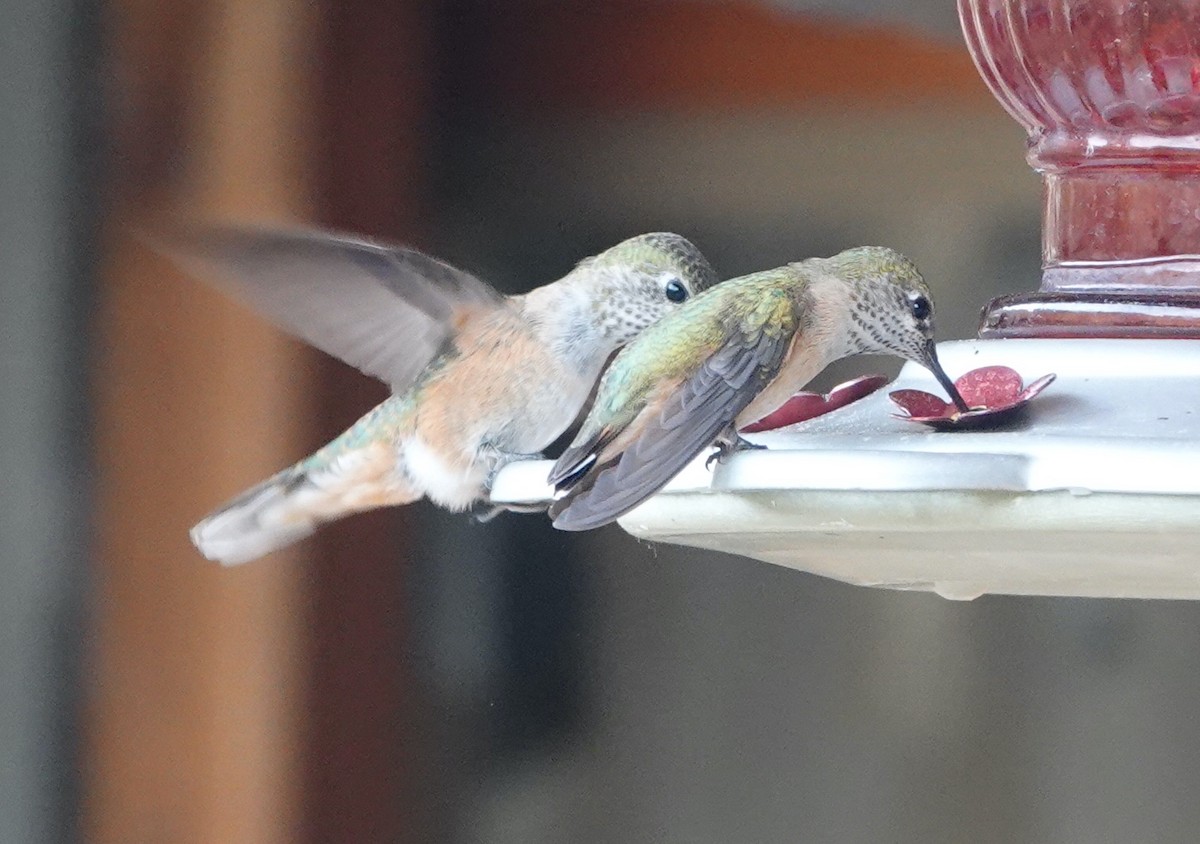 Calliope Hummingbird - ML607599541