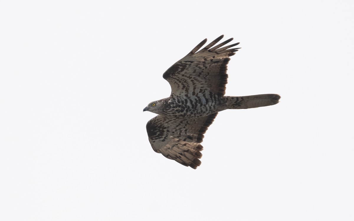 European Honey-buzzard - ML607599701