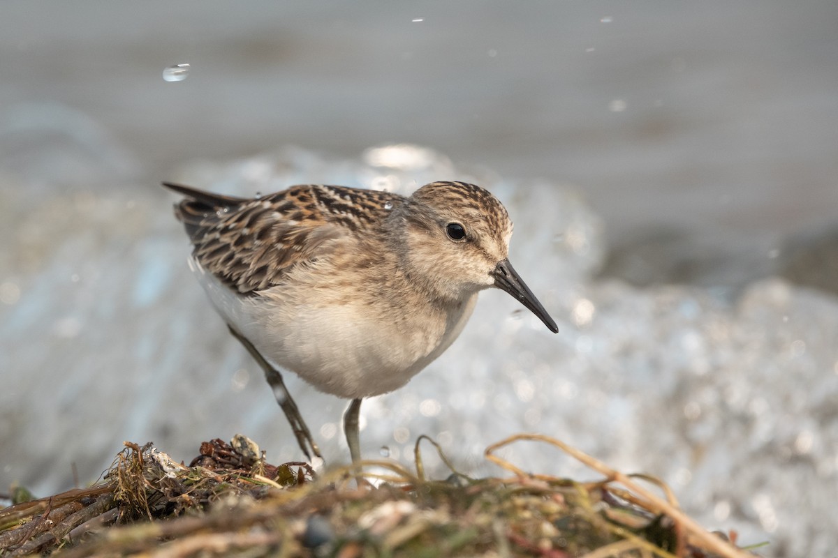 Least Sandpiper - ML607600141