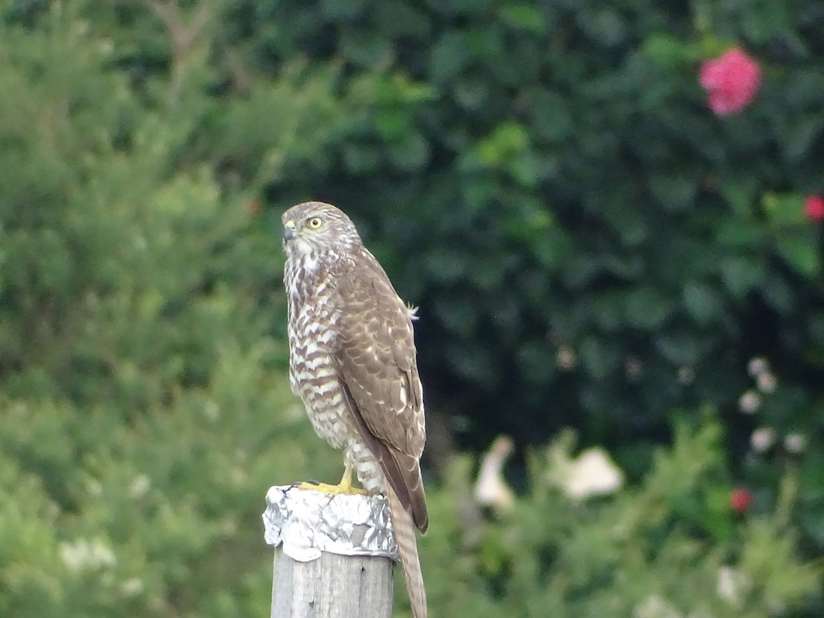 Brown Goshawk - ML60760031