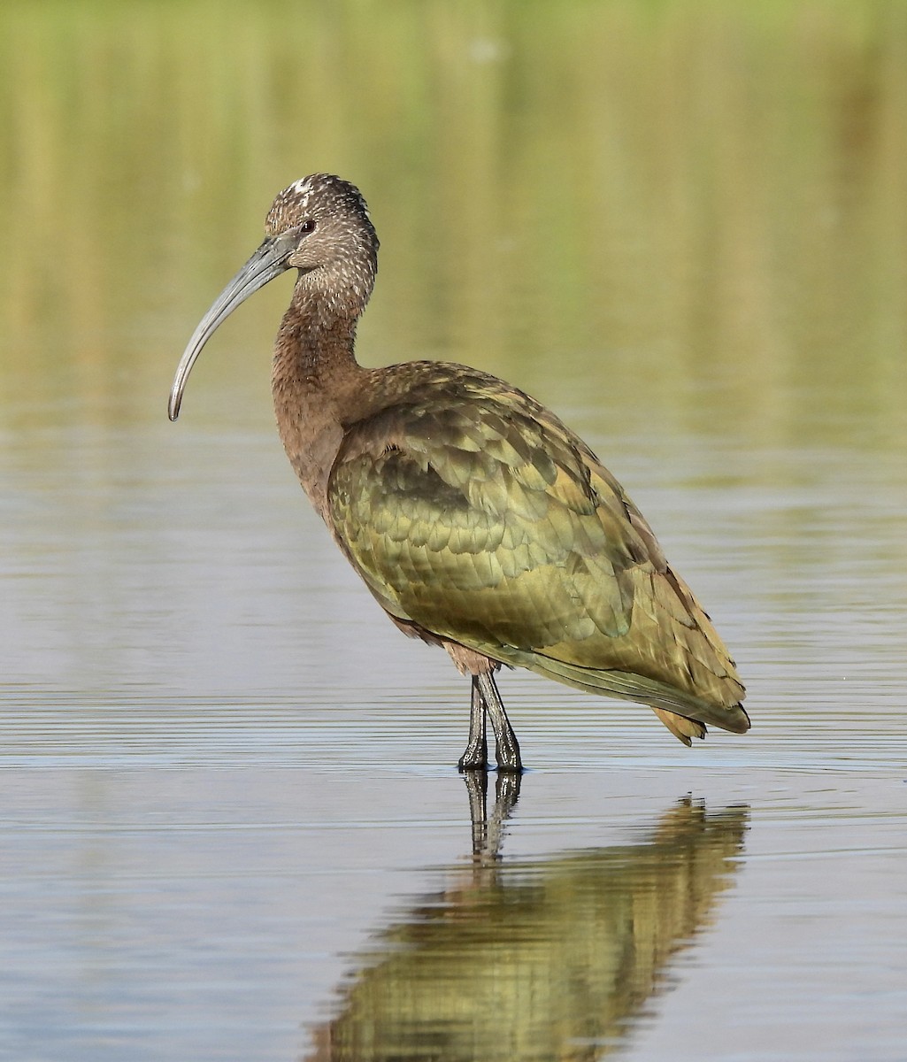 White-faced Ibis - ML607601051