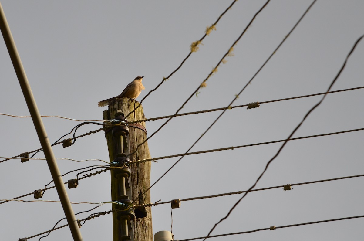 Chalk-browed Mockingbird - ML607601941