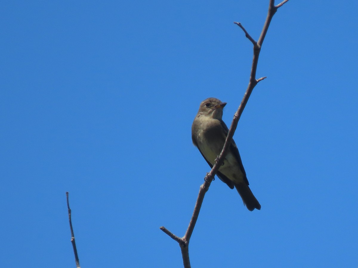 Western Wood-Pewee - Edana Salisbury