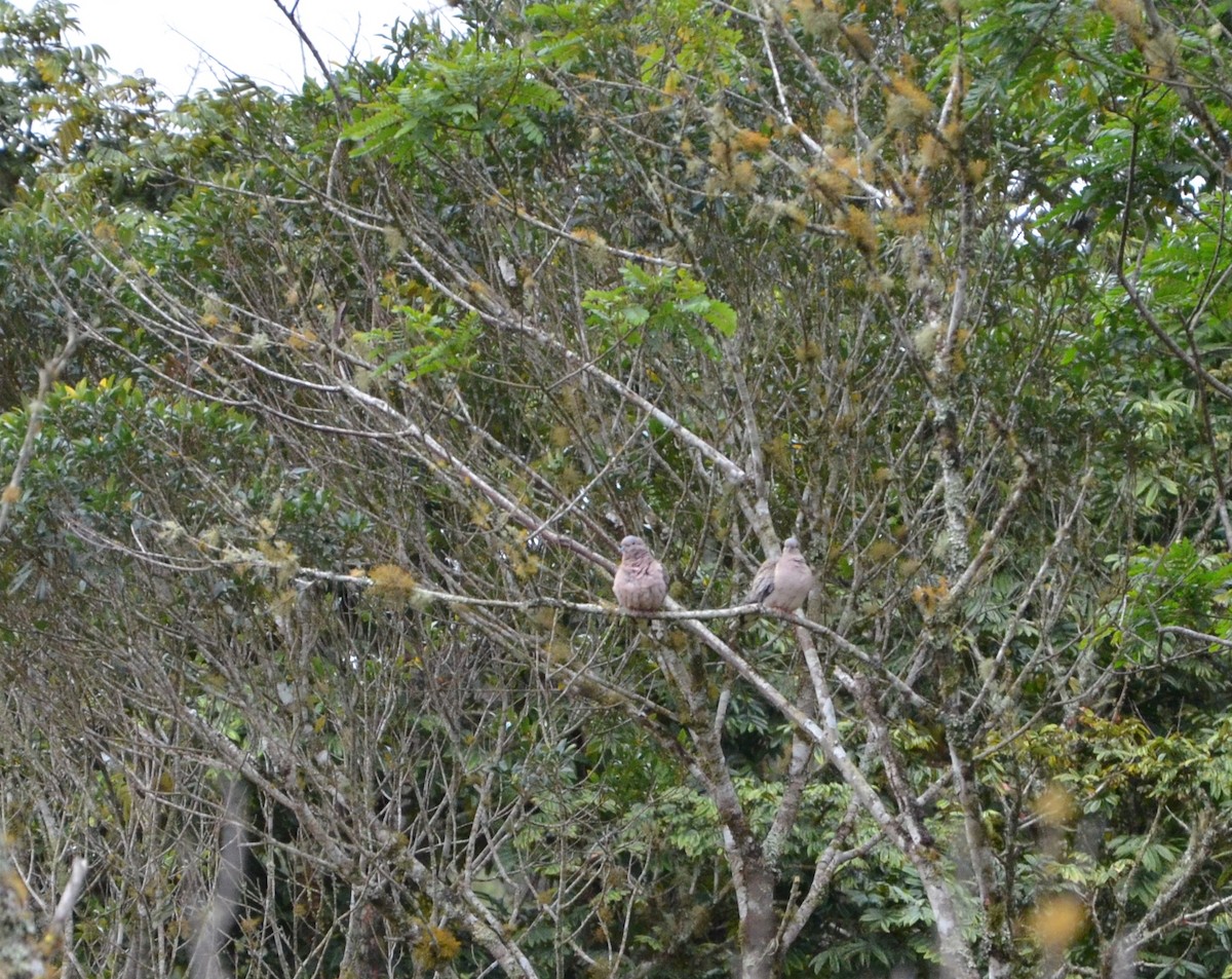 Eared Dove - ML607602701