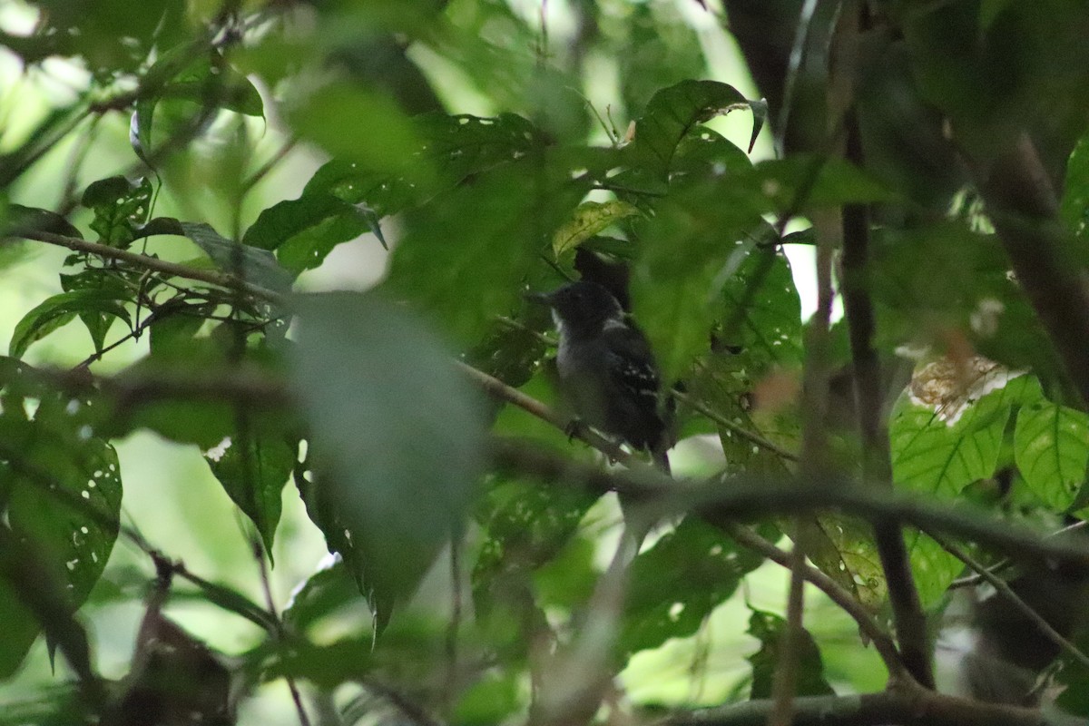 Black-crowned Antshrike - ML607602781