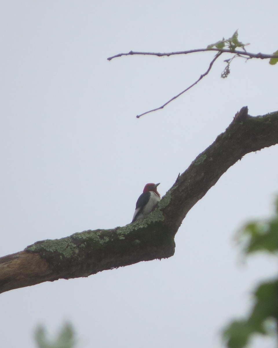 Red-headed Woodpecker - ML607603911