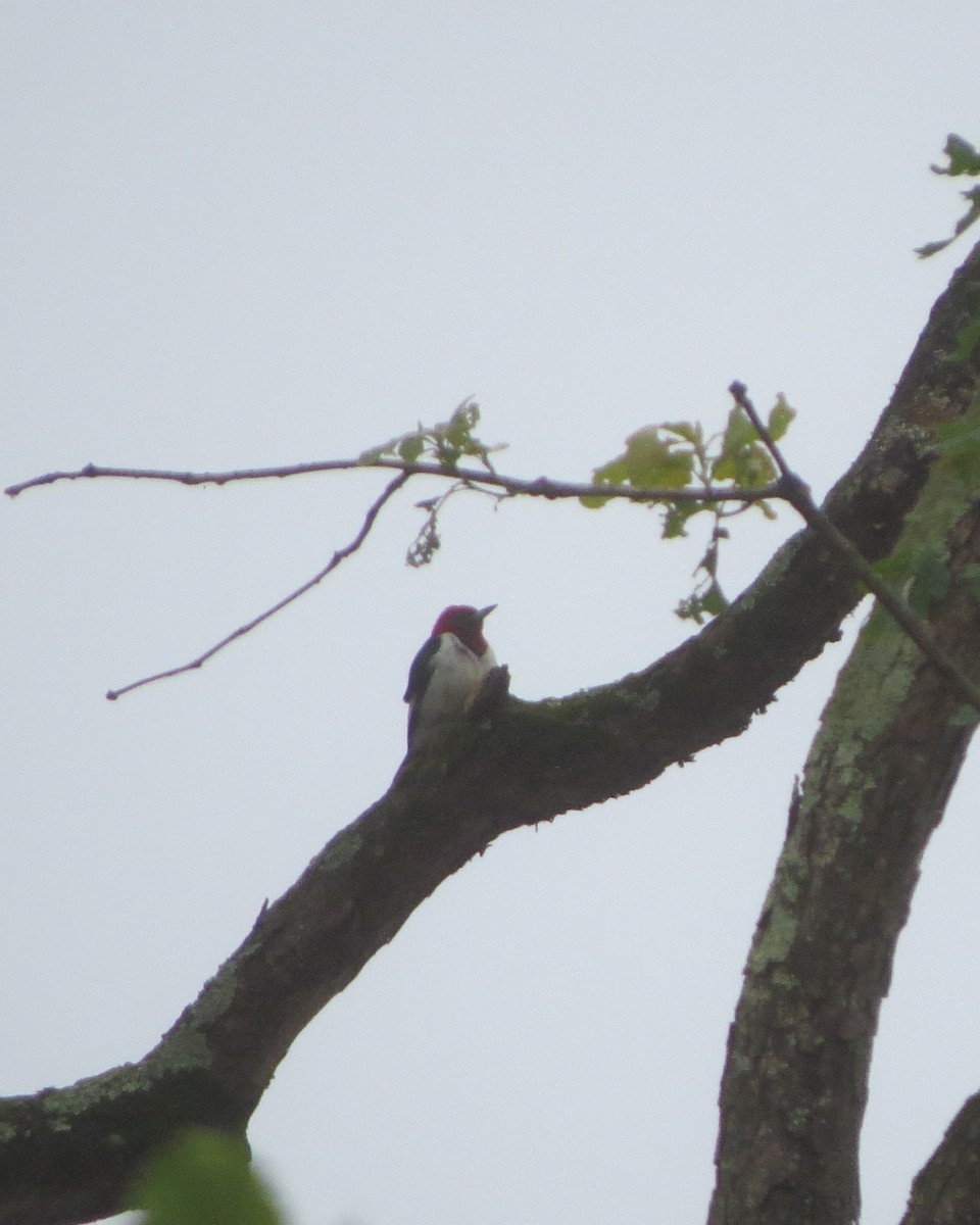 Red-headed Woodpecker - ML607603921