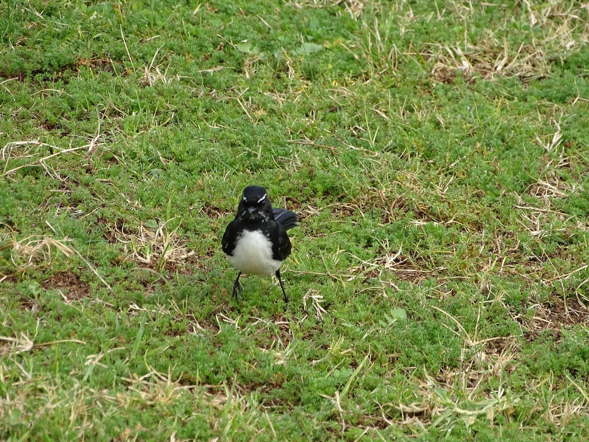 Willie-wagtail - ML60760411