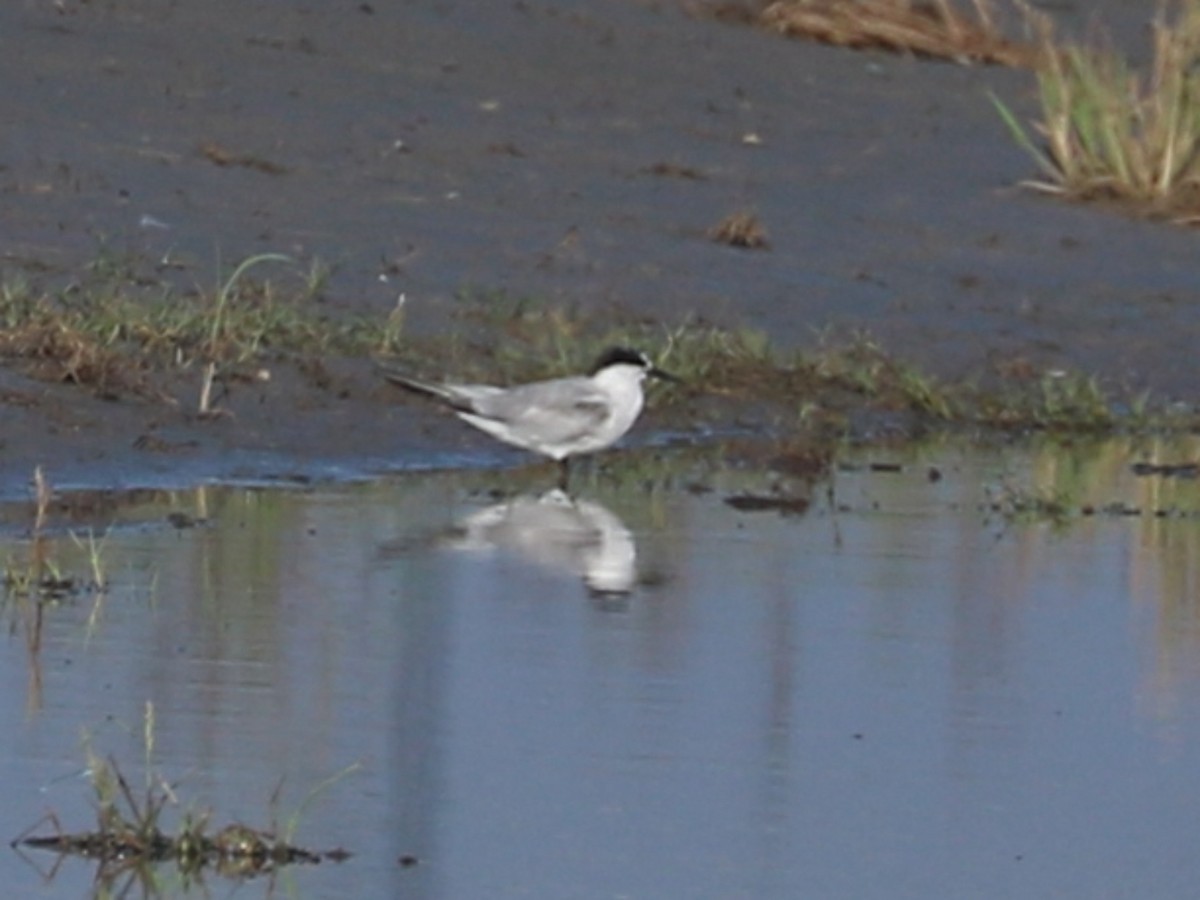 Least Tern - ML607604361