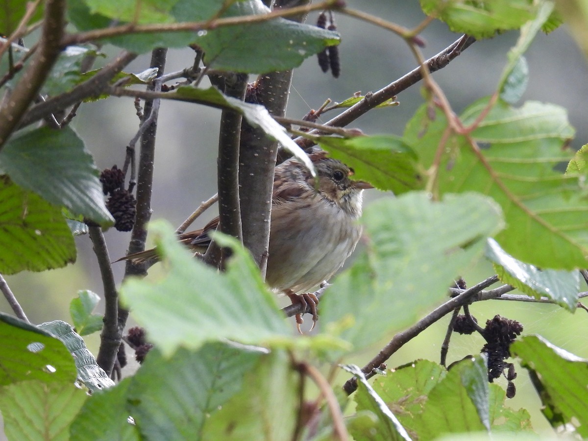 Swamp Sparrow - ML607604371