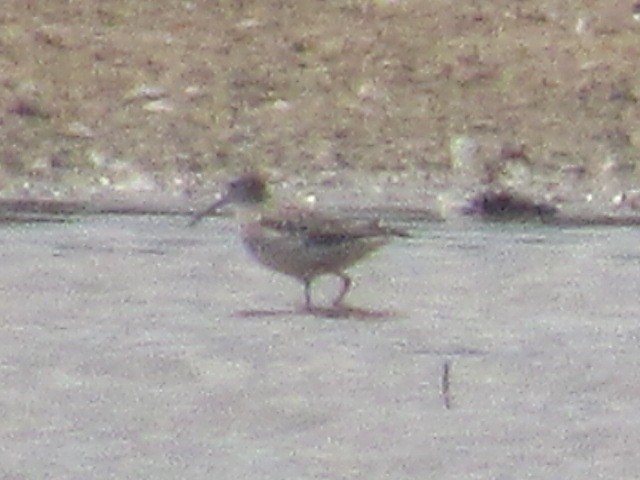 Stilt Sandpiper - ML607604781