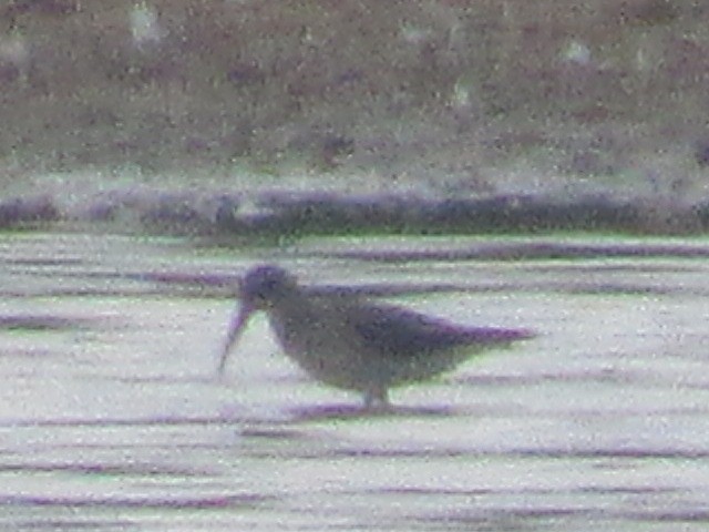 Stilt Sandpiper - ML607604791