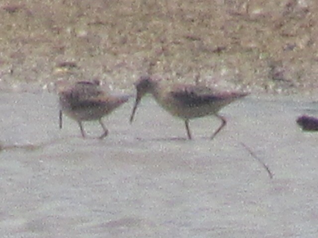 Stilt Sandpiper - ML607604801