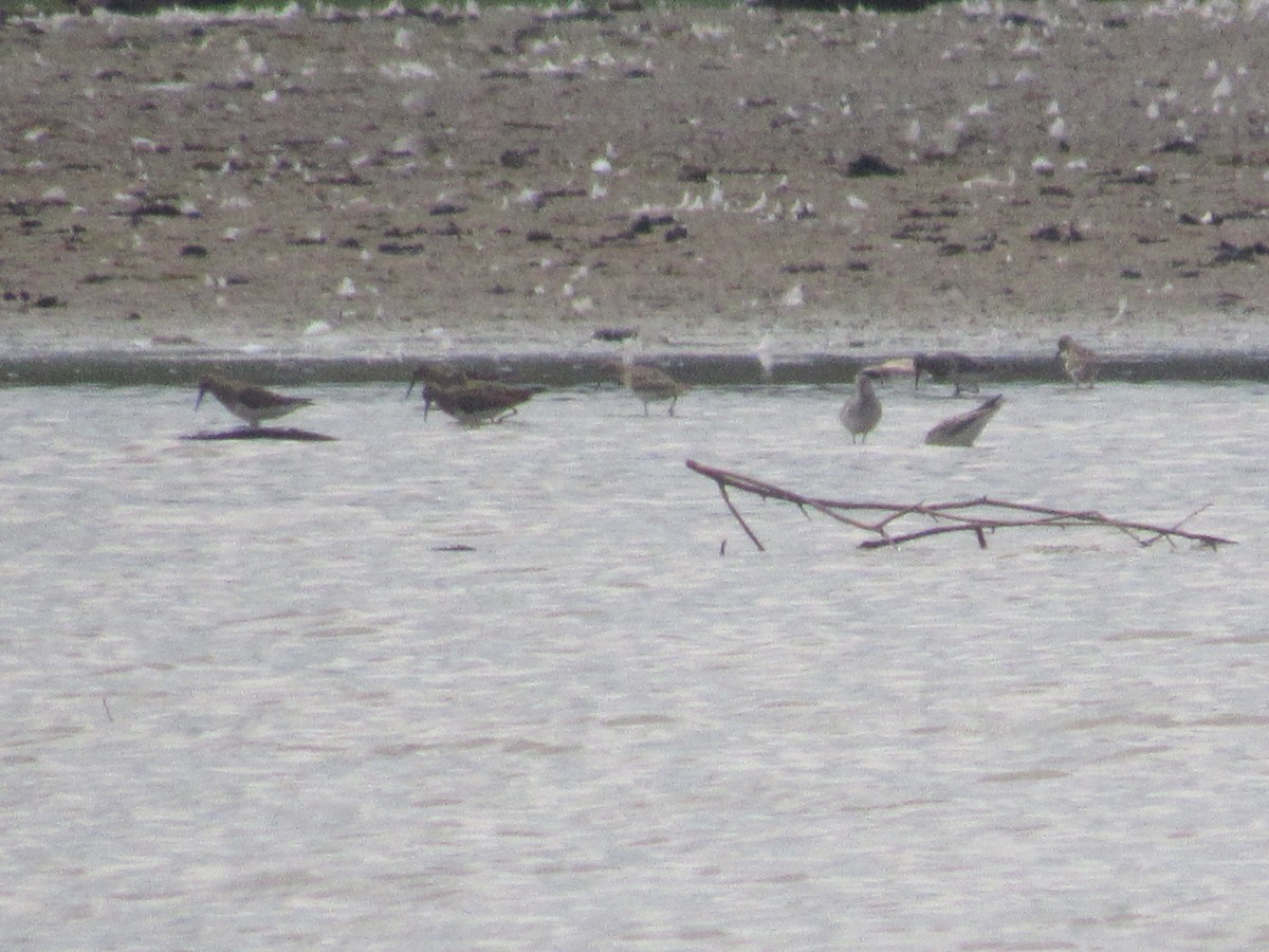 Pectoral Sandpiper - ML607604931