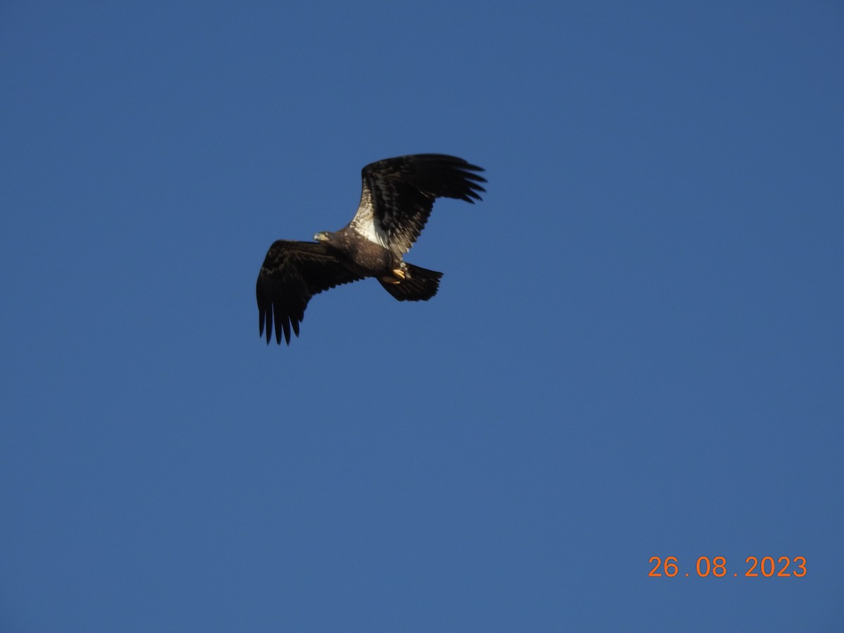 Bald Eagle - ML607605281