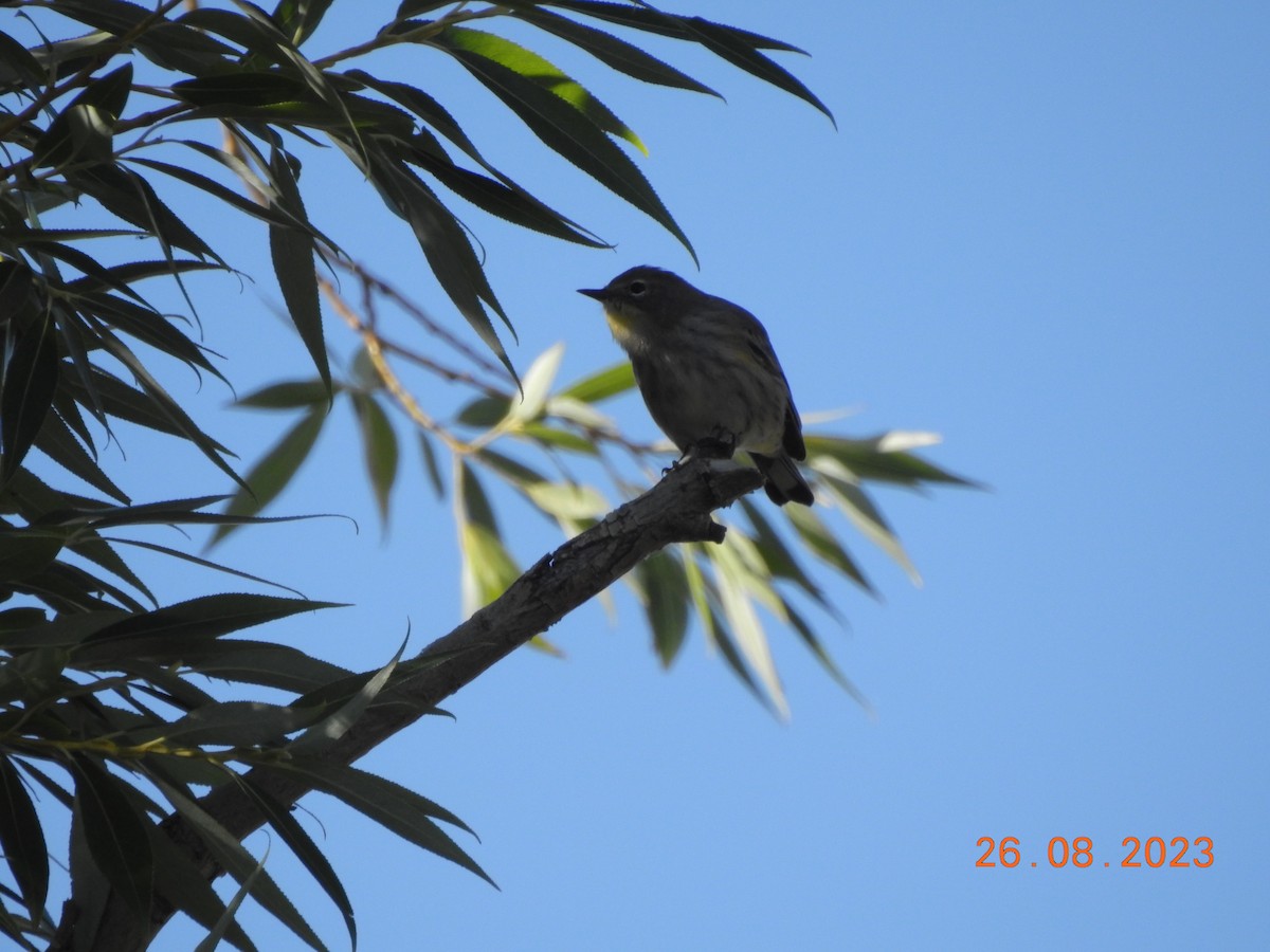 Yellow-rumped Warbler - ML607605681