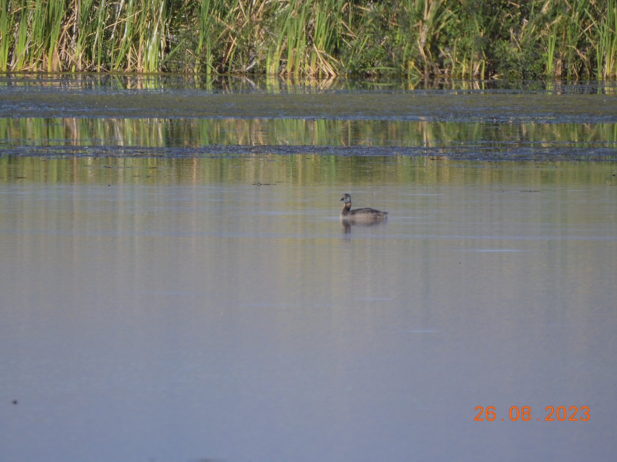 Red-necked Grebe - ML607606011