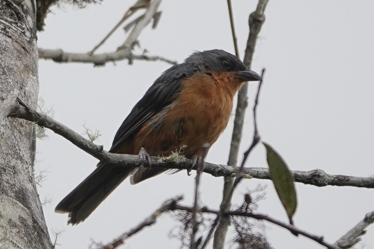 Rufous-crested Tanager - Richard Hall