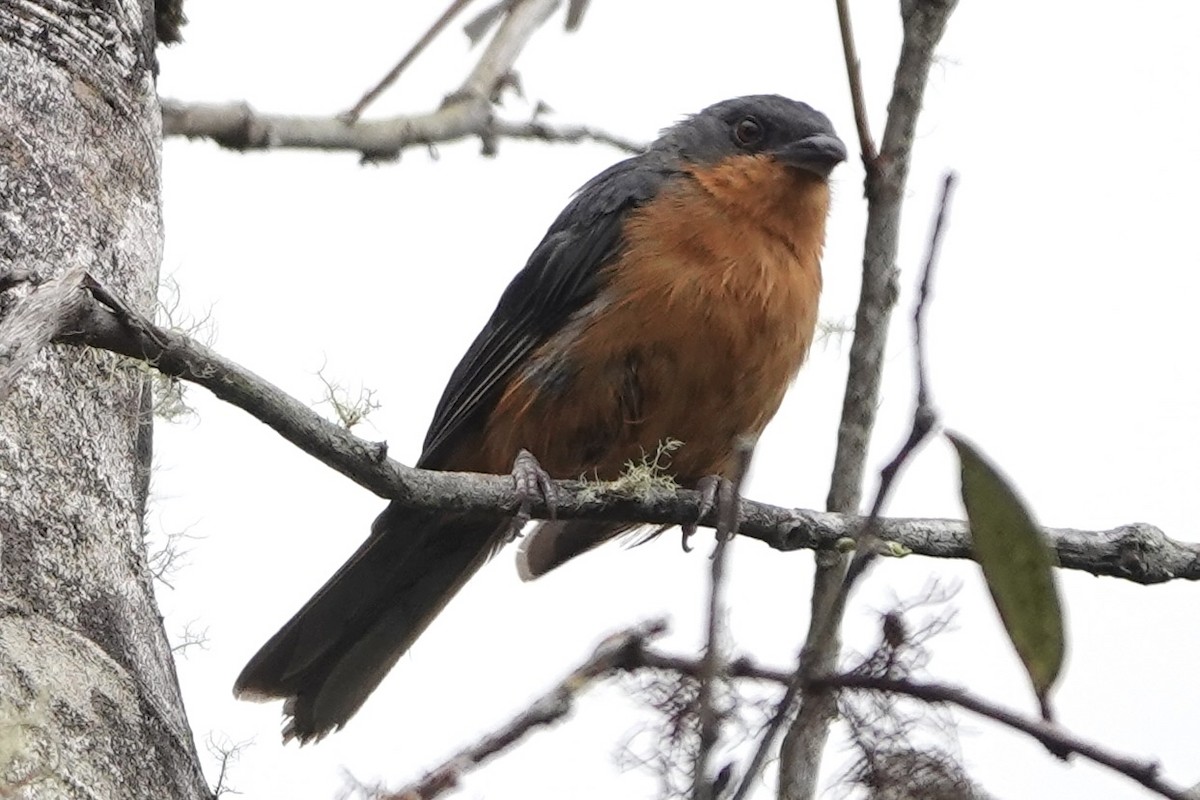 Rufous-crested Tanager - Richard Hall