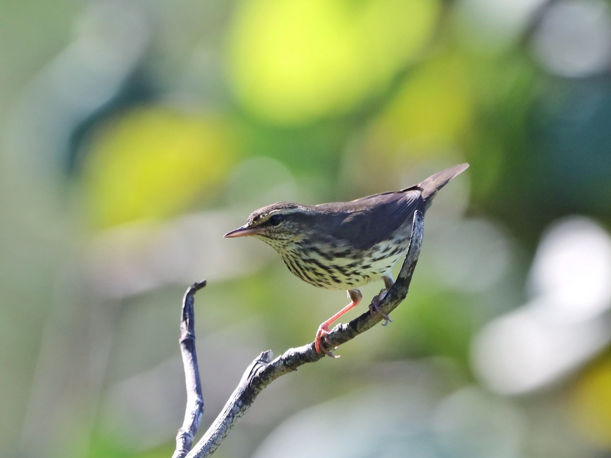 Northern Waterthrush - ML607606141