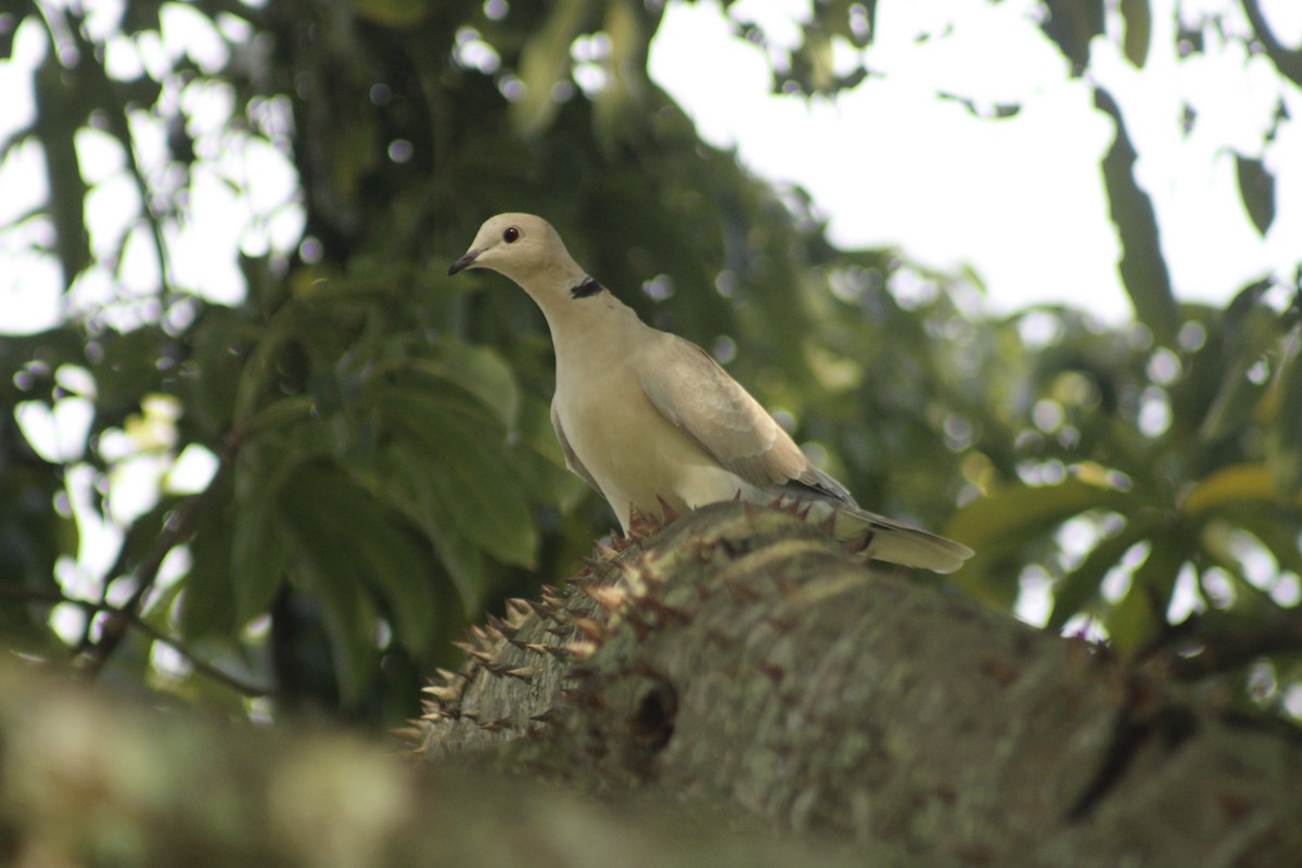 African Collared-Dove - ML607607011
