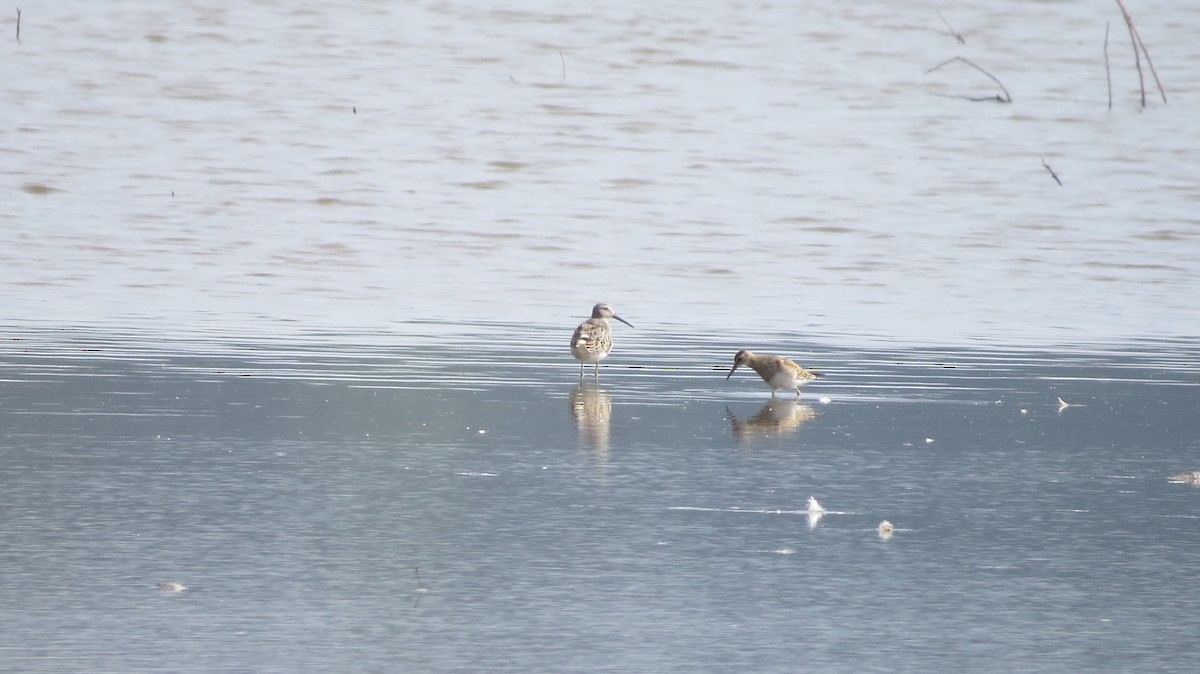 Stilt Sandpiper - ML607607081