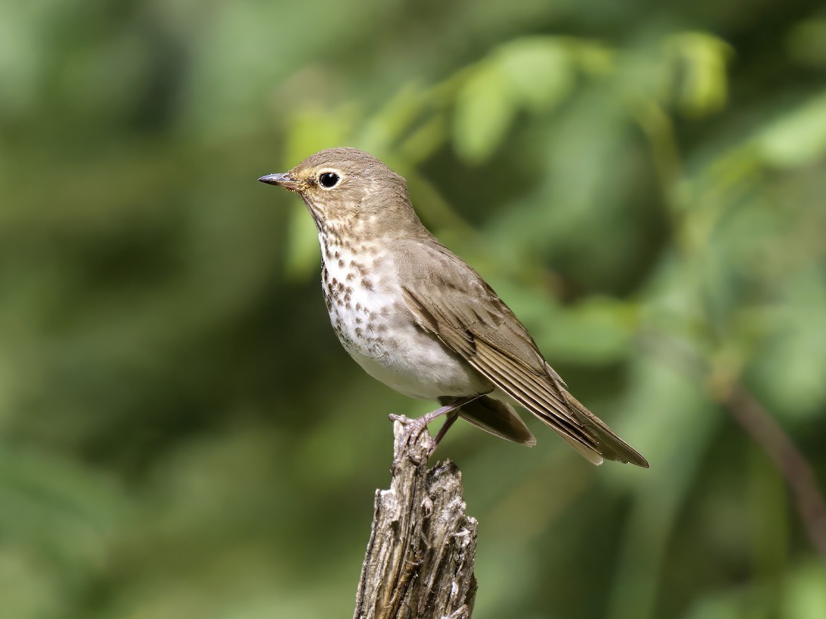 Swainson's Thrush - ML607607691