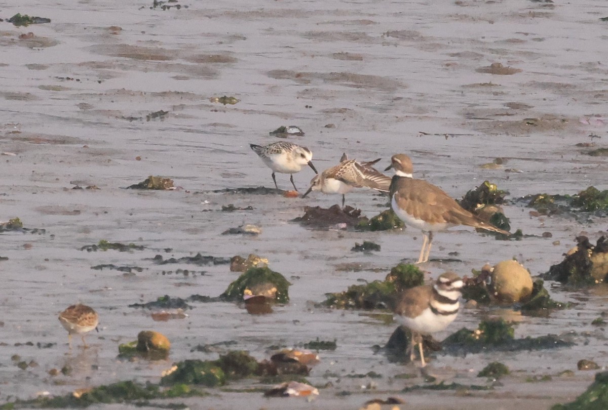 Western Sandpiper - ML607608531