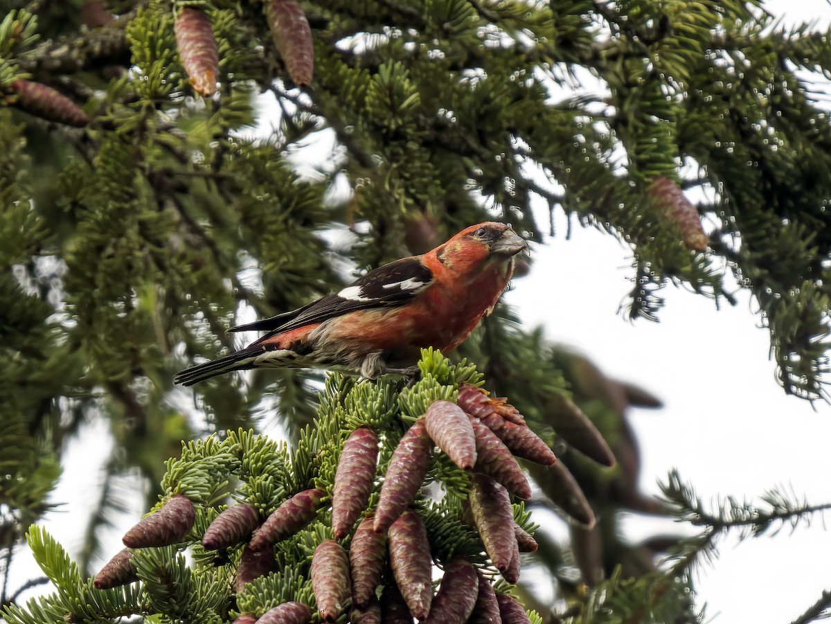 White-winged Crossbill - Manolo Arribas