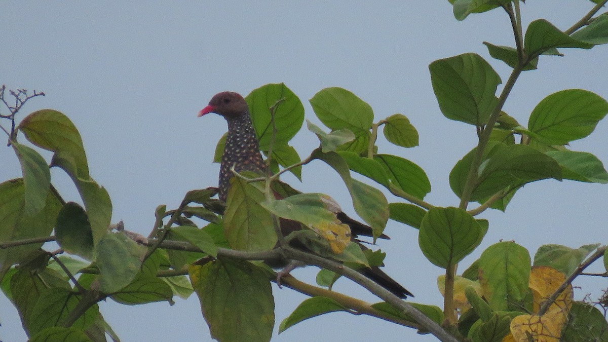 Scaled Pigeon - Rogers "Caribbean Naturalist" Morales