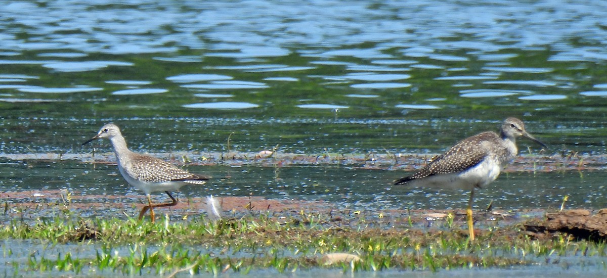 Greater Yellowlegs - Nicole H