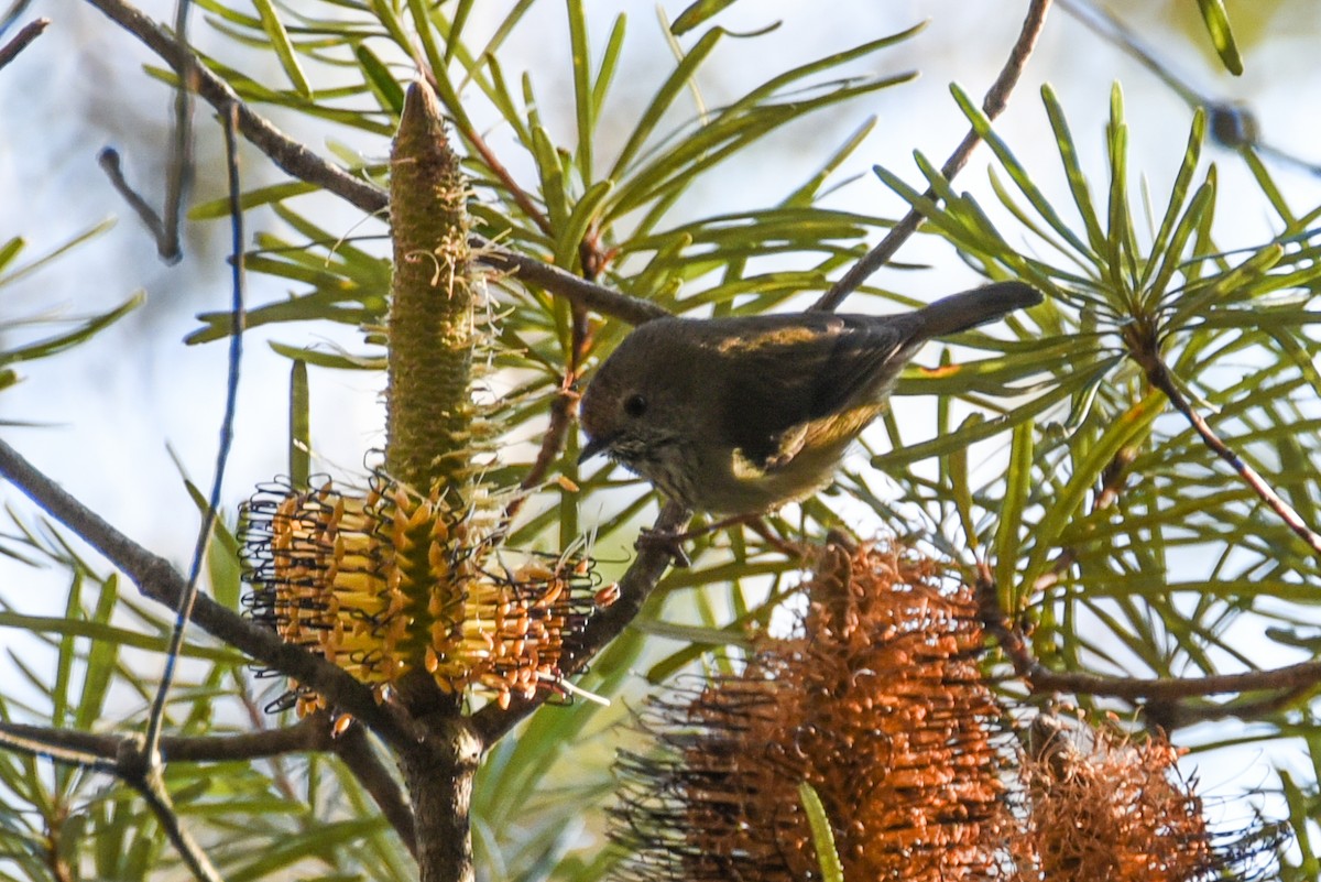 Brown Thornbill - ML607610901