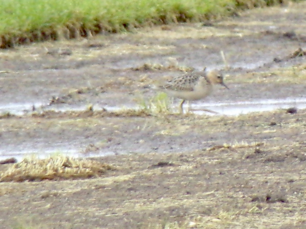 Buff-breasted Sandpiper - ML607611171