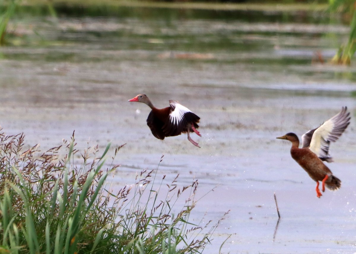 Black-bellied Whistling-Duck - ML607611421